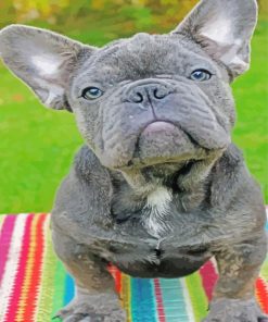 Grey Frenchies Puppy paint by numbers