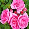 Light Pink Floribunda paint by numbers