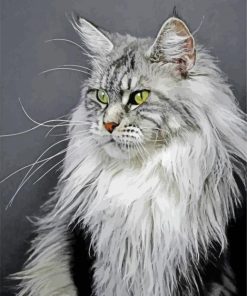 Grey Mainecoon Caft paint by numbers