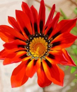 Orange Gazania Flower paint by numbers