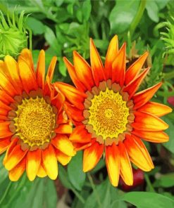 Orange Gazania paint by numbers