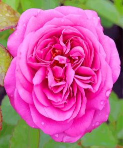 Aesthetic Pink Floribunda paint by numbers