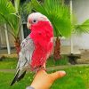 Pink Gallah Bird paint by numbers