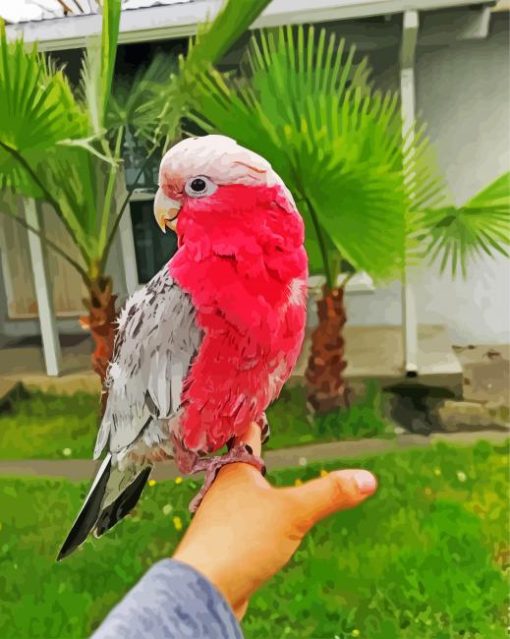 Pink Gallah Bird paint by numbers