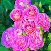 Purple Floribunda Flowers paint by numbers