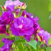 Purple Floribunda paint by numbers