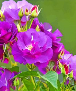 Purple Floribunda paint by numbers