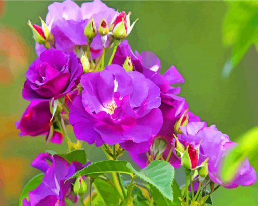 Purple Floribunda paint by numbers