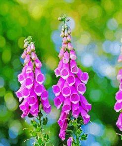 Purple Foxglove paint by numbers