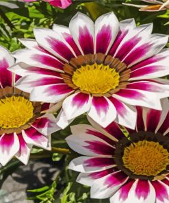 purple chrysanthemum Flowers paint by numbers