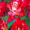 Red Floribunda Flowers paint by numbers