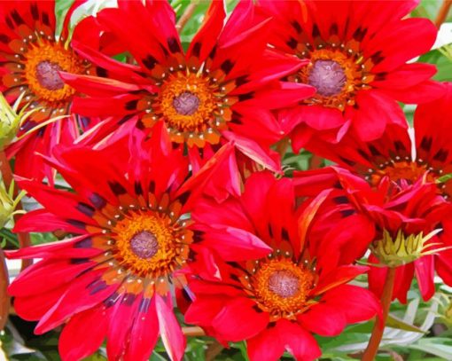 Red Gazanias Flowers paint by numbers