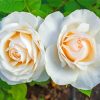 White Floribunda Flowers paint by numbers