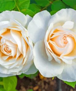 White Floribunda Flowers paint by numbers