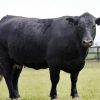 Aberdeeen Angus Cow paint by numbers