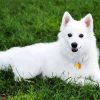 American Eskimo Dog paint by numbers