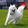 American Eskimo Dog Animal paint by numbers