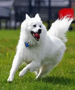 American Eskimo Dog Animal paint by numbers