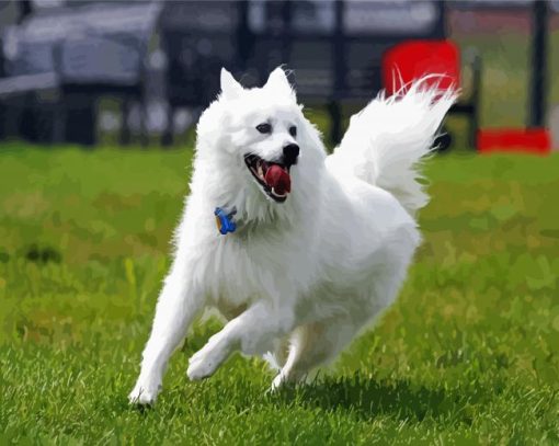 American Eskimo Dog Animal paint by numbers