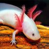 Amphibian Axolotl paint by numbers