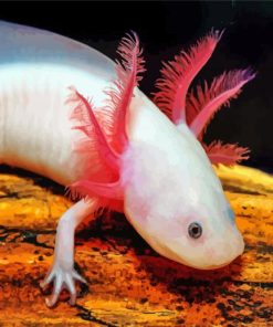 Amphibian Axolotl paint by numbers