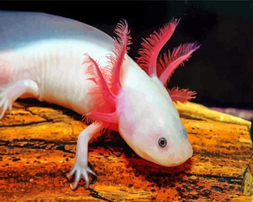 Amphibian Axolotl paint by numbers