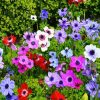 Colorful Anemones Flowers paint by numbers