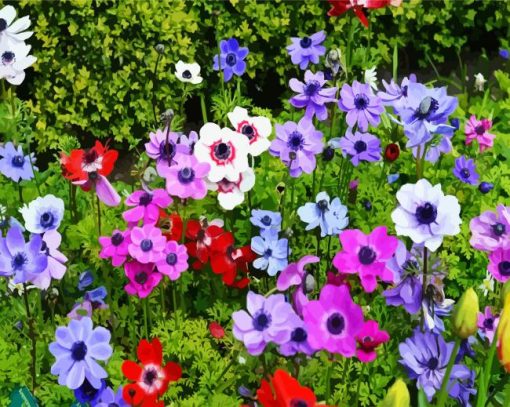 Colorful Anemones Flowers paint by numbers