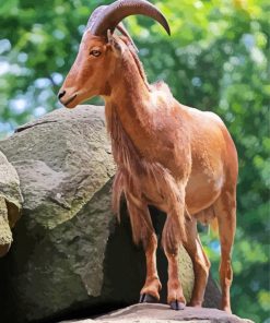 Anoudad Barbary Sheep paint by numbers