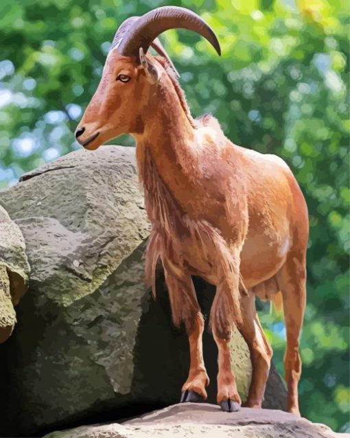 Anoudad Barbary Sheep paint by numbers