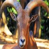 Anoudad Head Barbary Sheep paint by numbers