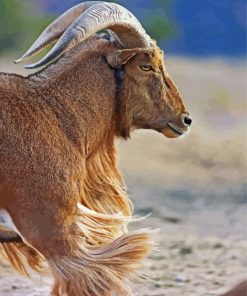 Anoudad Sheep Animal paint by numbers