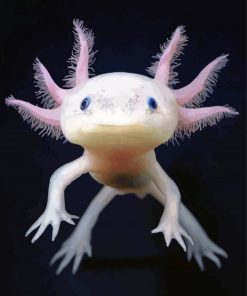 Cute Amphibian Axolotl paint by numbers