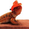 Bearded Dragon With Red Hat paint by numbers