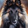 Belgian Tervuren Dog Animal paint by numbers