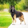 Belgian Tervuren Dog paint by numbers