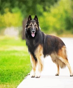 Belgian Tervuren Dog paint by numbers