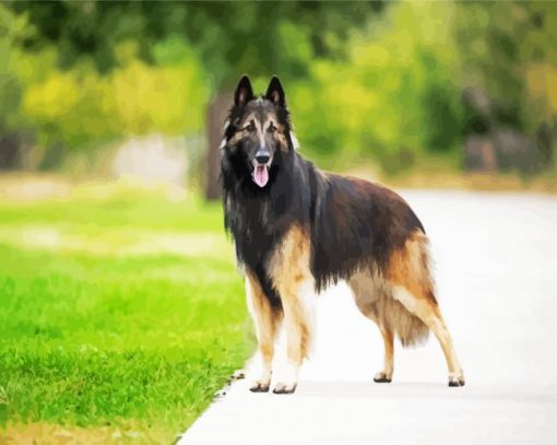 Belgian Tervuren Dog paint by numbers