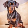 Black Brown Chiweenie Dog paint by numbers