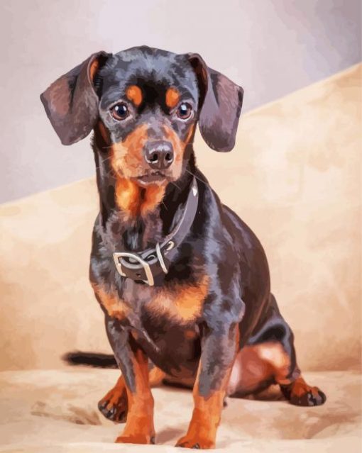 Black Brown Chiweenie Dog paint by numbers