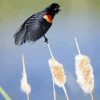 Blackbird With Red Wings paint by number