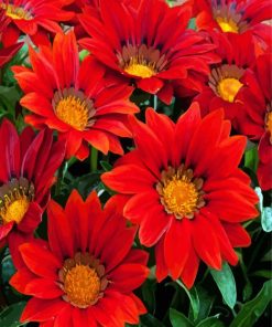 Blooming Red Gazania Flowers paint by numbers