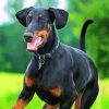 Breed Doberman paint by numbers