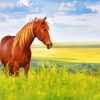 Brown Horse Art paint by numbers