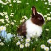 Bunny In Chamomile Field paint by numbers