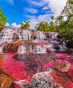 Aesthetic Cano Cristales Columbia paint by numbers