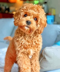 Golden Cavapoo Puppy paint by numbers