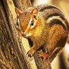 Cute Brown Chipmunk paint by number