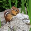 Cute Chipmunk Animal paint by number