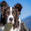 Close Up Border Black Collie paint by numbers